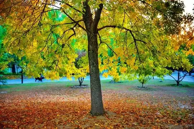 枫叶红季节穿搭指南:拍红叶穿什么颜色不土气?高级感搭配技巧让你成为朋友圈焦点