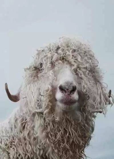 你的马儿真的舒服吗？揭秘让马容光焕发的整理艺术