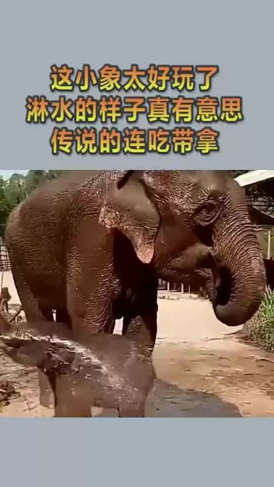 小象什么意思全方位聊透