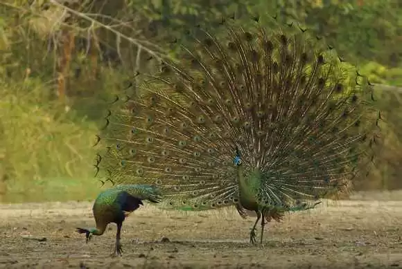 揭秘孔雀绿：从千年古釉到时尚宠儿的色彩传奇