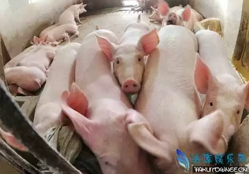 揭秘猪巴皮材质