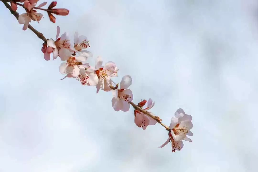 桃花不只粉色原来还有这么多你没见过的颜色