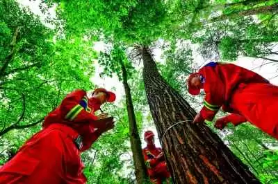 这片绿,不只是底色更是生活:贵州生态保护的暖心故事