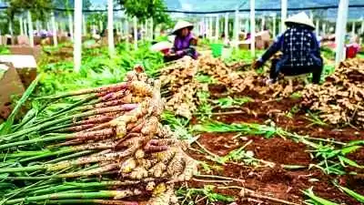 这片绿,不只是底色更是生活:贵州生态保护的暖心故事