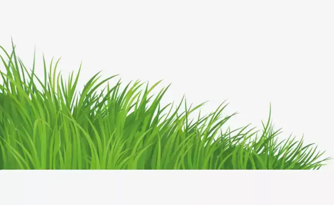 草色撩人：解锁身边小草的缤纷秘境与治愈力