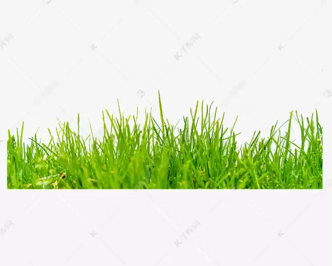 草色撩人：解锁身边小草的缤纷秘境与治愈力