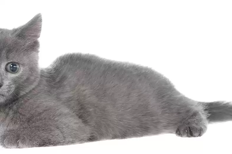 解密裘皮之王水貂毛的身世与传奇