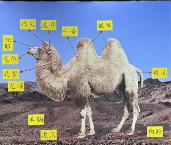 骆驼究竟对应哪个生肖 解密沙漠之舟身上的十二生肖密码 骆驼究竟对应哪个生肖 解密沙漠之舟身上的十二生肖密码