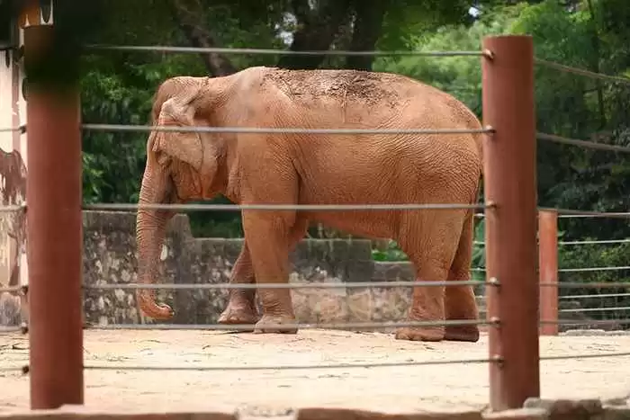 大象到底是什么颜色 灰的粉的还是红的 大象到底是什么颜色 灰的粉的还是红的
