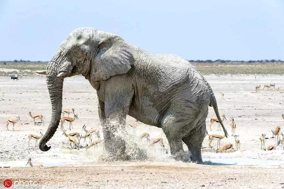 大象到底是什么颜色 灰的粉的还是红的