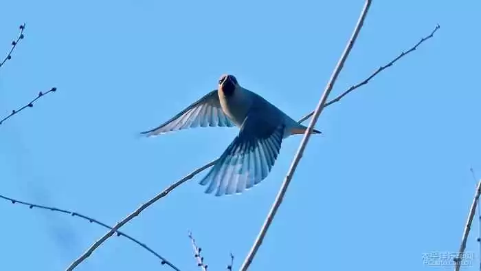 头戴凤冠的吉祥鸟 太平鸟完全解读手册