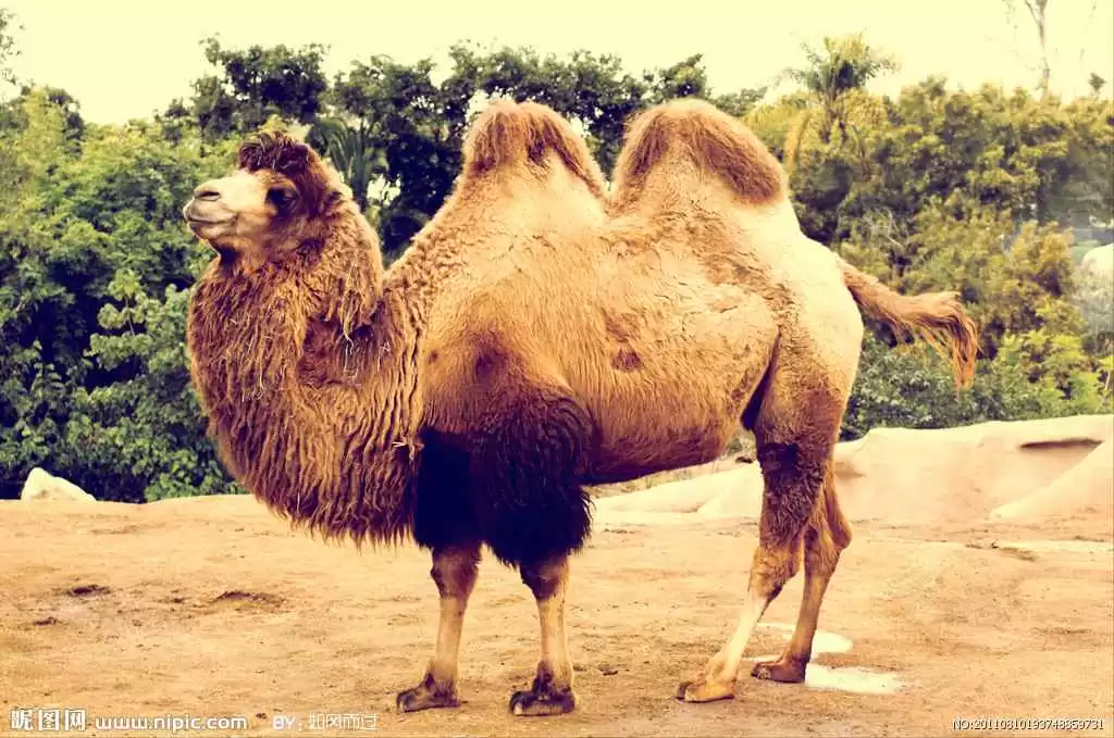 寻找什么的骆驼让你的内容整理更轻松