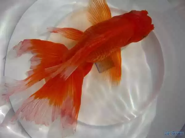 探寻凤舞深意,原来吉祥祝福可以这样跳出来