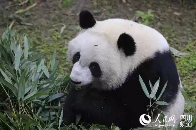 探秘Panda品牌背后的故事与魅力