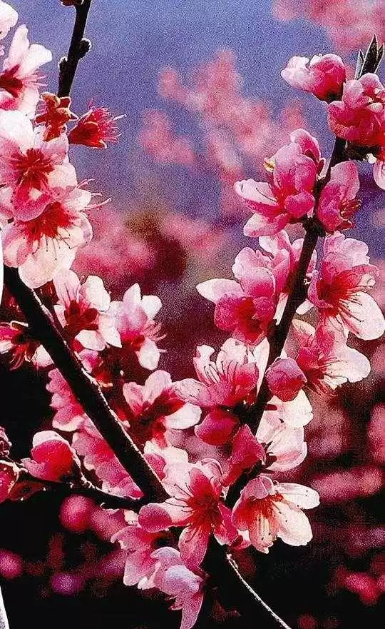 桃花颜色大揭秘，粉红不是唯一答案