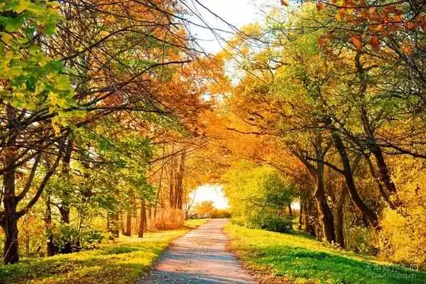 秋意浓时：一幅色彩、气候与沉思交织的画卷